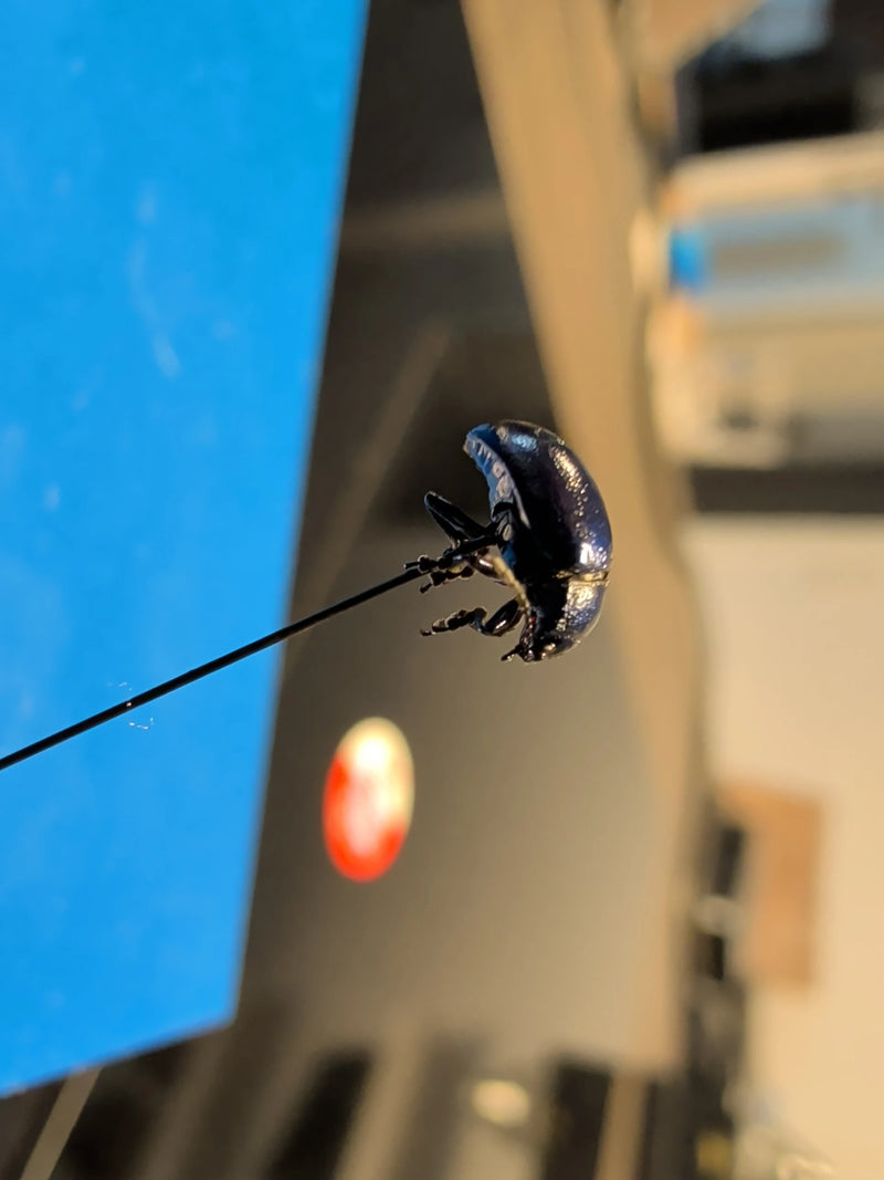 Ein metallisch glänzender, bläulicher Blattkäfer ist auf einer dünnen Insektennadel aufgespießt.