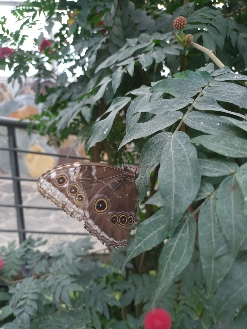 Ein Blauer Morphofalter sitzt mit geschlossenen Flügeln auf den grünen Blättern einer Pflanze. Die Unterseite der Flügel zeigt auffällige Augenflecken.