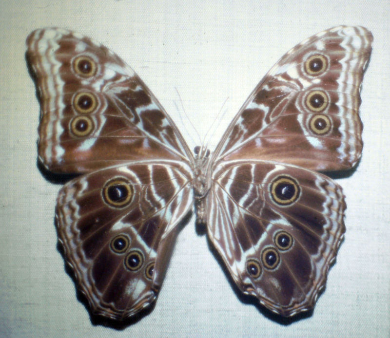 Zu sehen ist die bräunliche Flügelunterseite eines Blauen Morphofalters mit auffälligen Augenflecken auf hellem Untergrund.