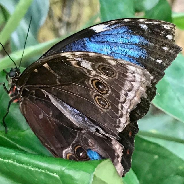 Ein Blauer Morphofalter sitzt auf einem grünen Blatt. Seine Flügel zeigen eine braune Unterseite mit Augenflecken und einen Blick auf die blau schimmernde Ob...