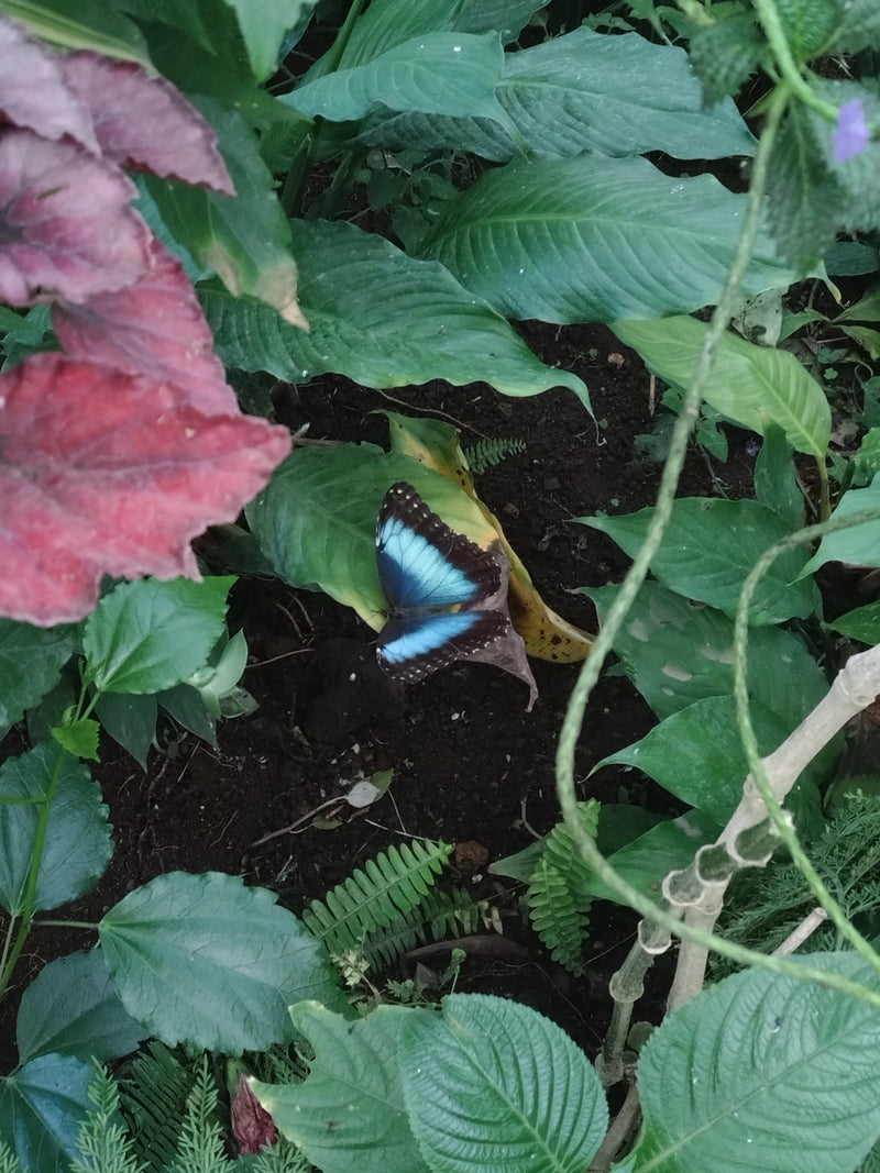 Ein Blauer Morphofalter ruht mit ausgebreiteten Flügeln auf grünen Blättern im Unterholz. Die leuchtend blauen Flügelflocken sind deutlich zu erkennen.