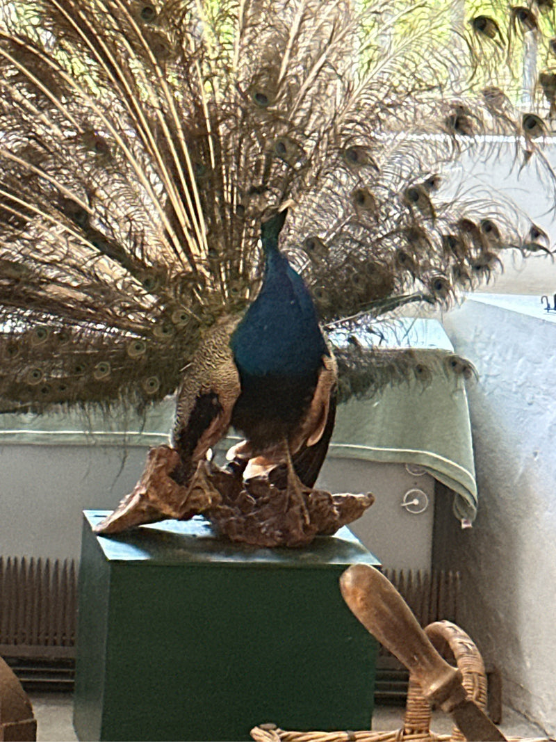 Blauer Pfau — Bild 4