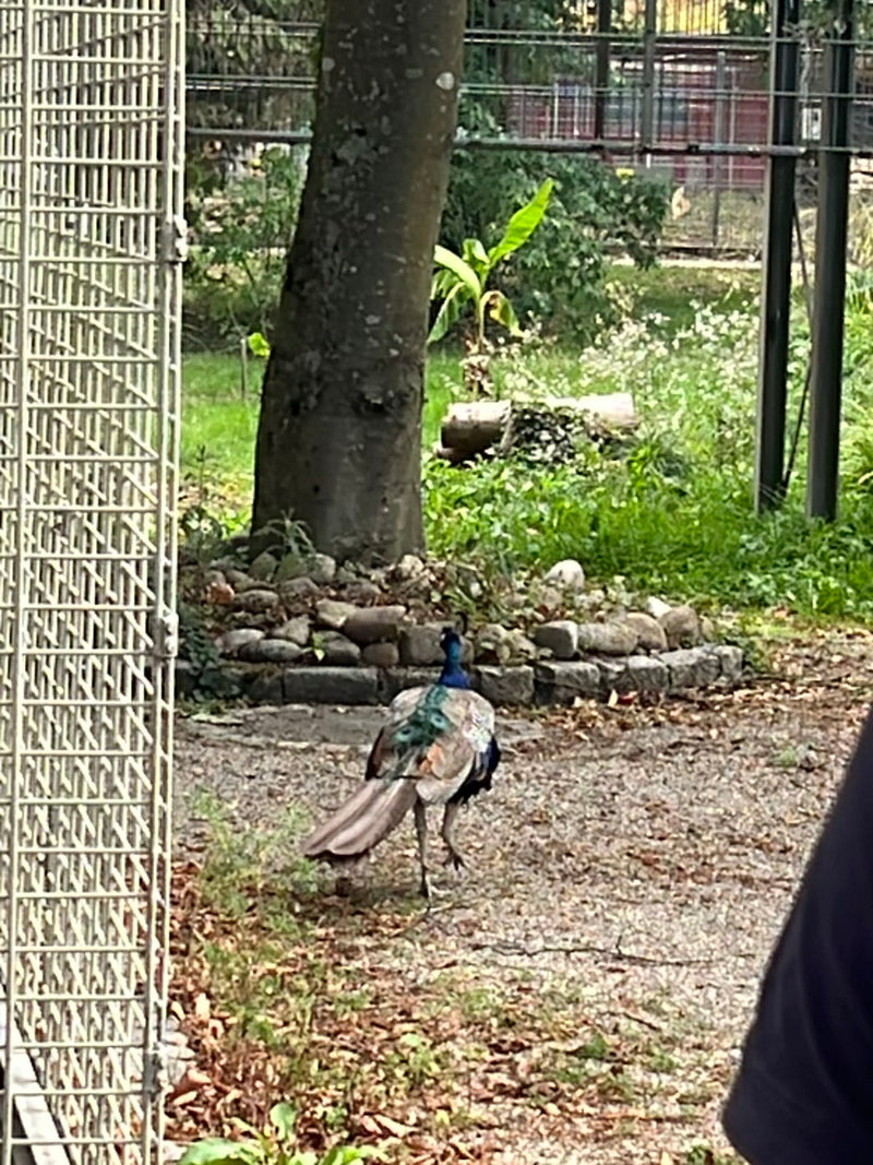 Blauer Pfau — Bild 3