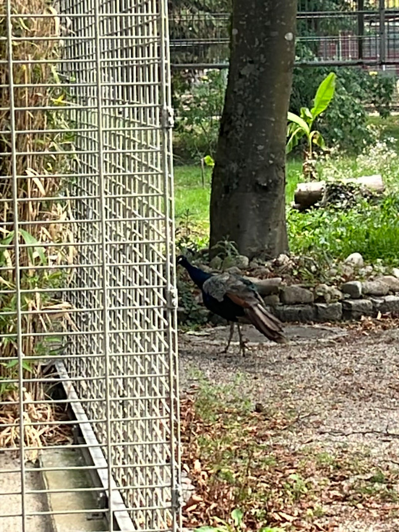 Blauer Pfau — Bild 1