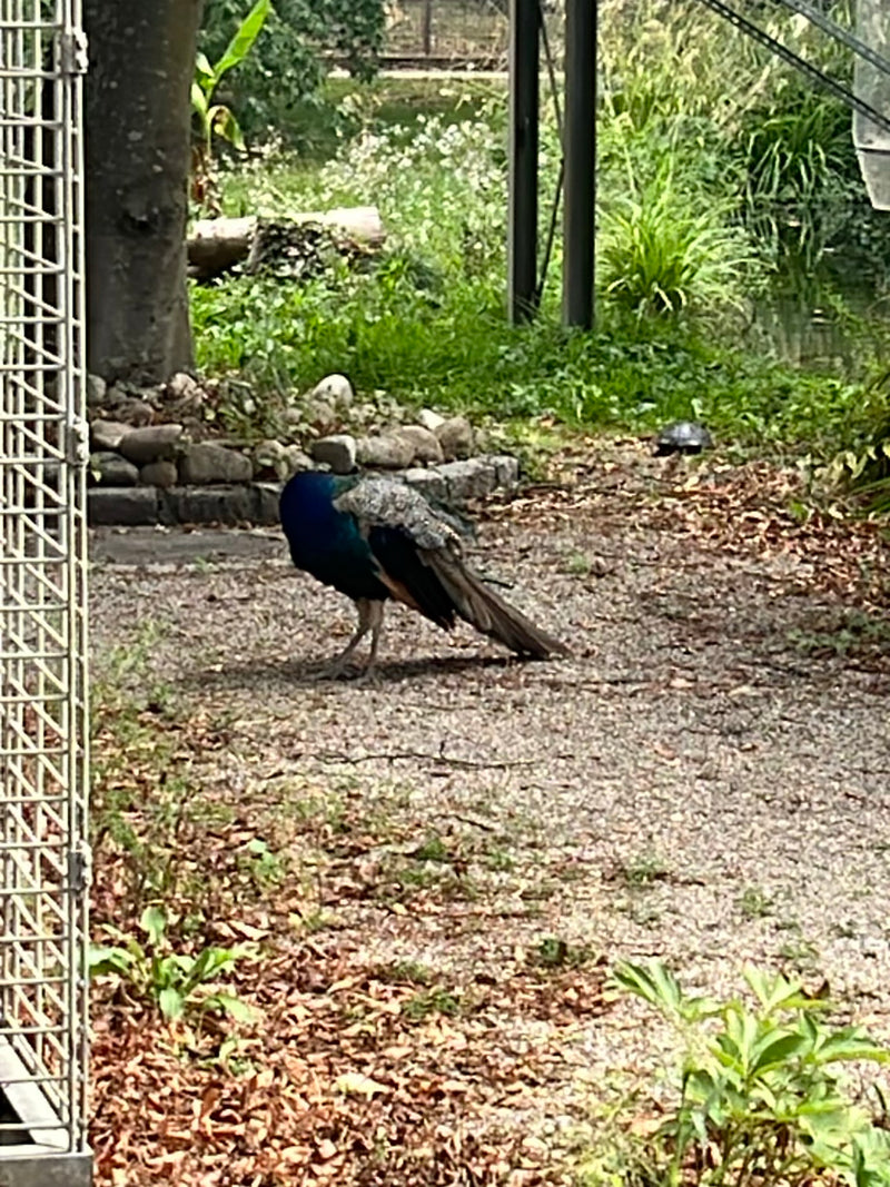 Blauer Pfau — Bild 2
