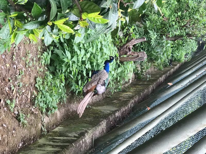 Blauer Pfau — Bild 5