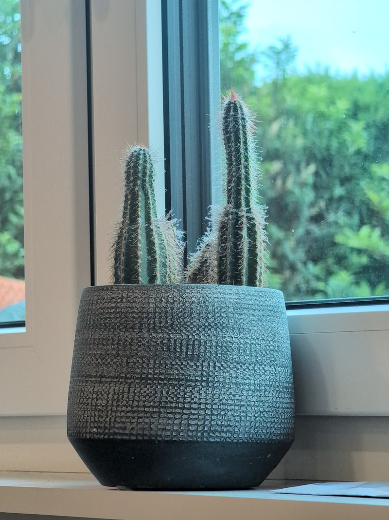 Auf dem Bild sind zwei säulenförmige Kakteen zu sehen, die in einem grauen Übertopf auf einer Fenstersims stehen. Im Hintergrund ist ein Fenster mit Blick in...