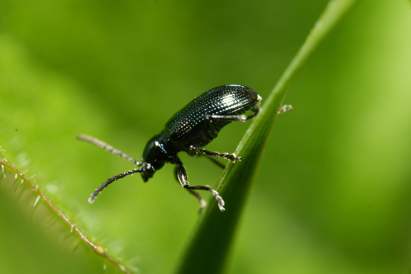 Blaues Getreidehähnchen — Bild 1