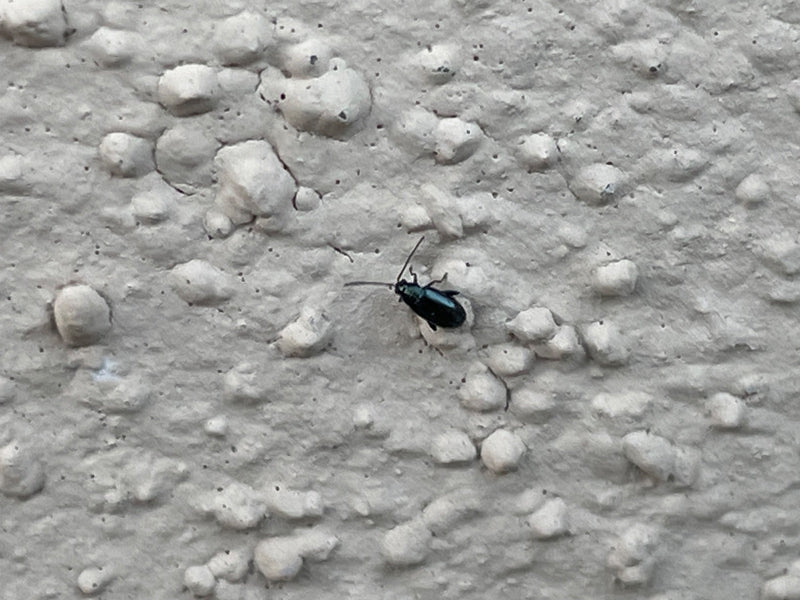 Blaues Getreidehähnchen — Bild 2 von 14