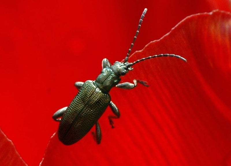 Blaues Getreidehähnchen — Bild 3 von 14