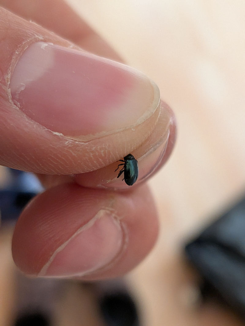 Ein Blaues Getreidehähnchen sitzt auf einer menschlichen Fingerkuppe. Der kleine, blauschwarz glänzende Käfer ist in Nahaufnahme von der Seite und von oben z...