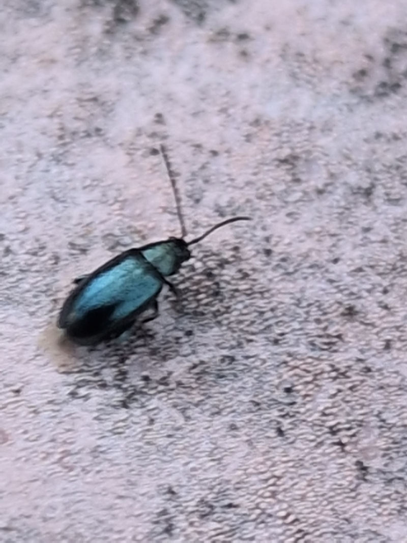 Blaues Getreidehähnchen — Bild 1 von 14