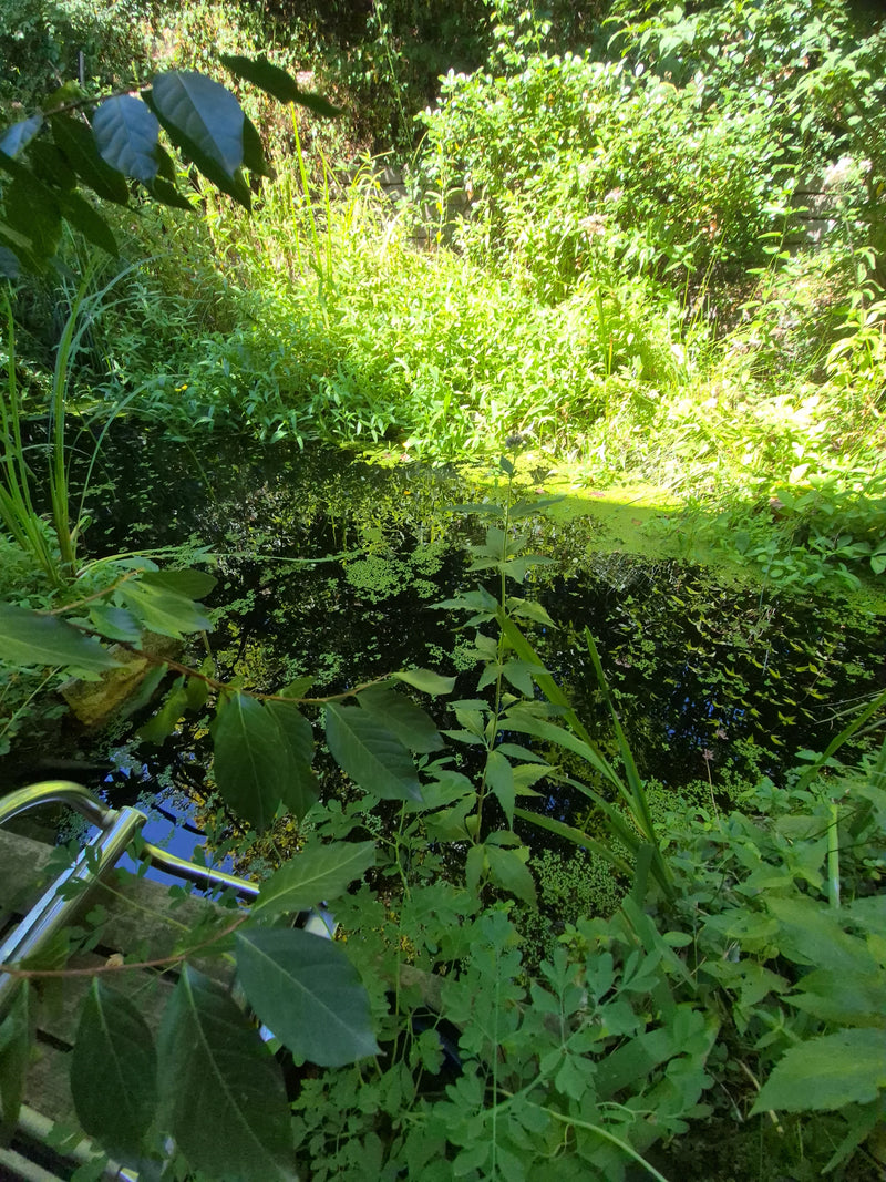Blauflügel-Prachtlibelle — Bild 3 von 14