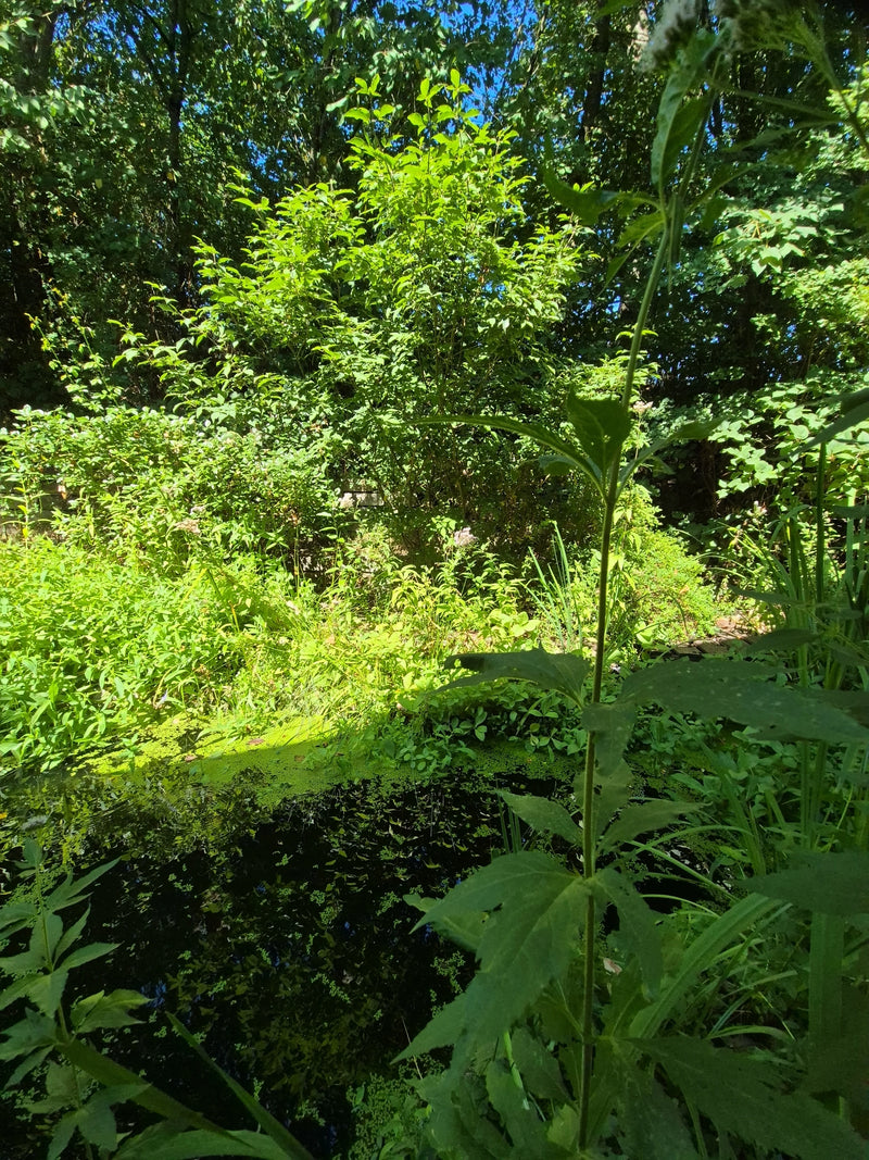 Blauflügel-Prachtlibelle — Bild 2 von 14