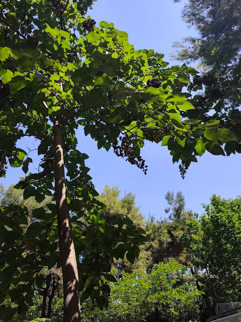Das Bild zeigt einen heranwachsenden Blauglockenbaum mit charakteristischen großen grünen Blättern und aufrechter Wuchsform vor blutem Himmel. Die Fotografie...