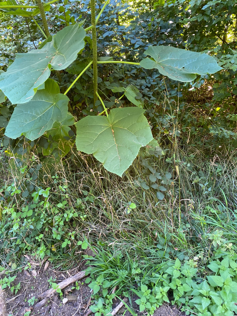 Zu sehen ist ein junger Blauglockenbaum mit charakteristischen großen, herzförmigen Blättern an einem Waldrand. Die Pflanze wächst in einer Umgebung mit dich...
