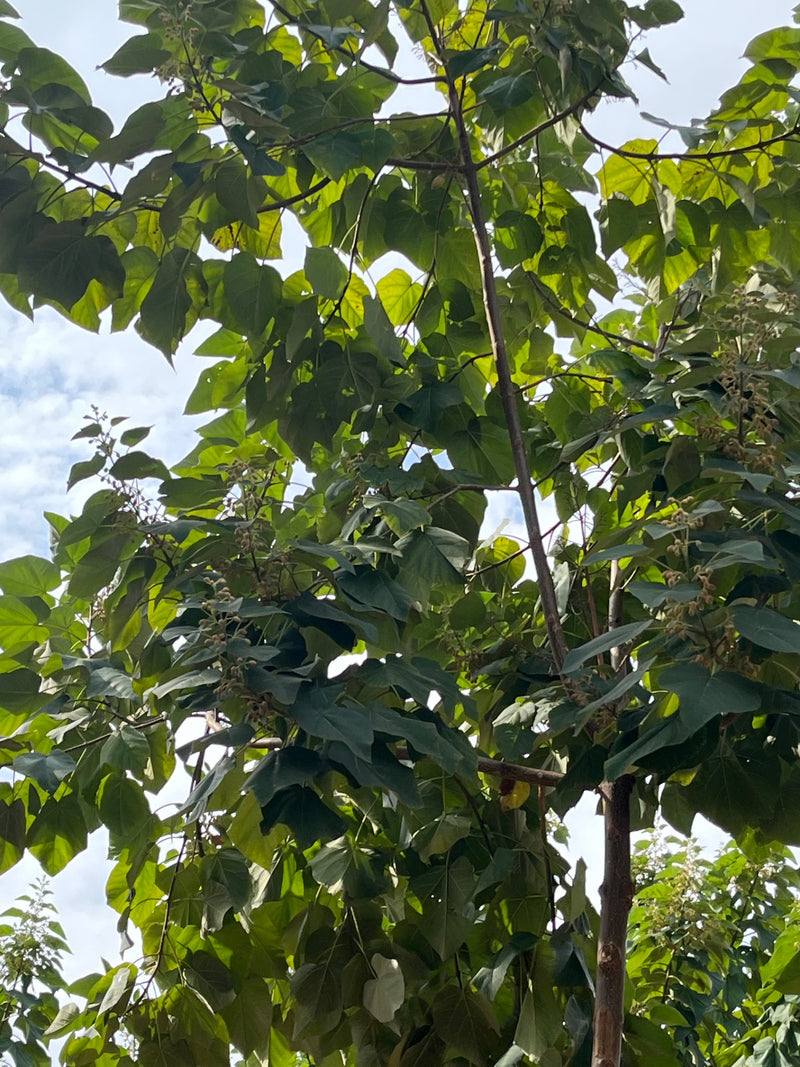 Blick in die Krone eines Blauglockenbaums mit großen, herzförmigen Blättern und angesetzten Blütenknospen gegen den Himmel.