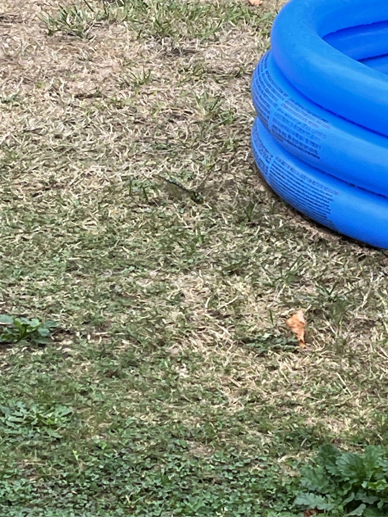 Eine Blaugrüne Mosaikjungfer sitzt im Gras auf einer Wiese neben einem blauen Planschbecken. Das Motiv ist relativ klein und schwer zu erkennen.
