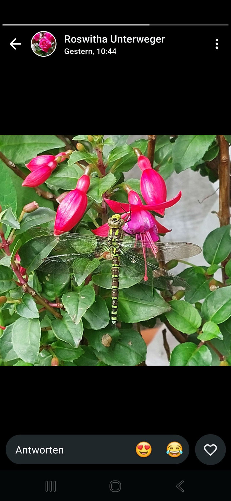 Eine Blaugrüne Mosaikjungfer sitzt auf den pinken Blüten und grünen Blättern einer Fuchsie. Das Insektenexemplar ist von oben zu sehen.