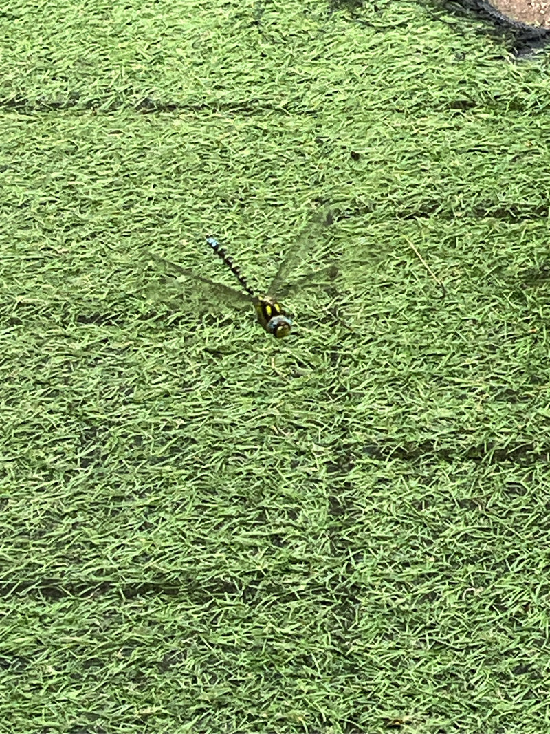 Eine Blaugrüne Mosaikjungfer fliegt über eine Fläche aus grünem Kunstrasen. Die Libelle ist gut zu erkennen.