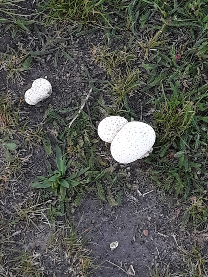 Blei-Stäubling — Bild 2 von 10