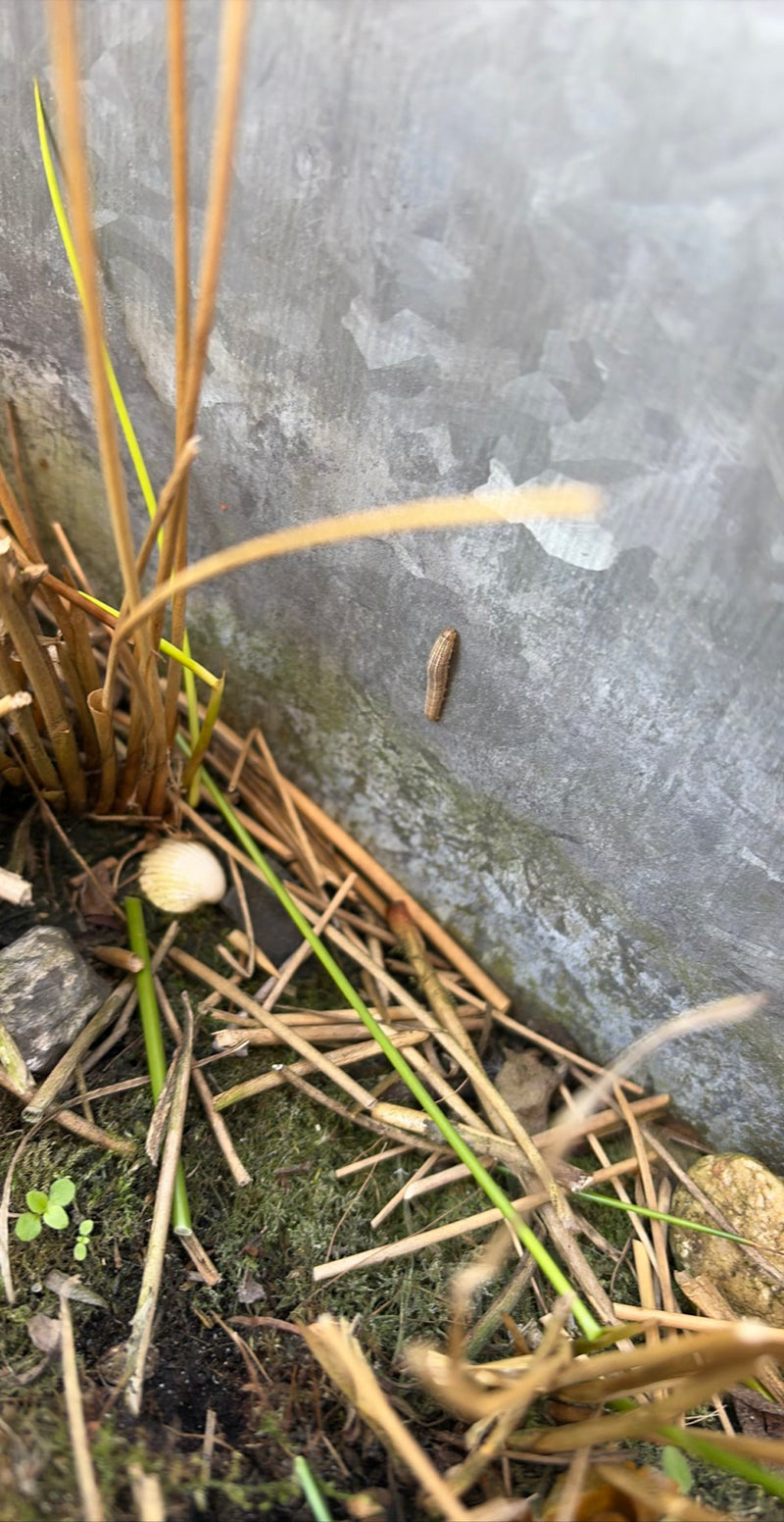 Die Raupen der Bleichen Graseule sind typische Grasfresser und zeichnen sich durch ihre ausgeprägten Längsstreifen aus. Sie gehören zur Familie der Eulenfalt...