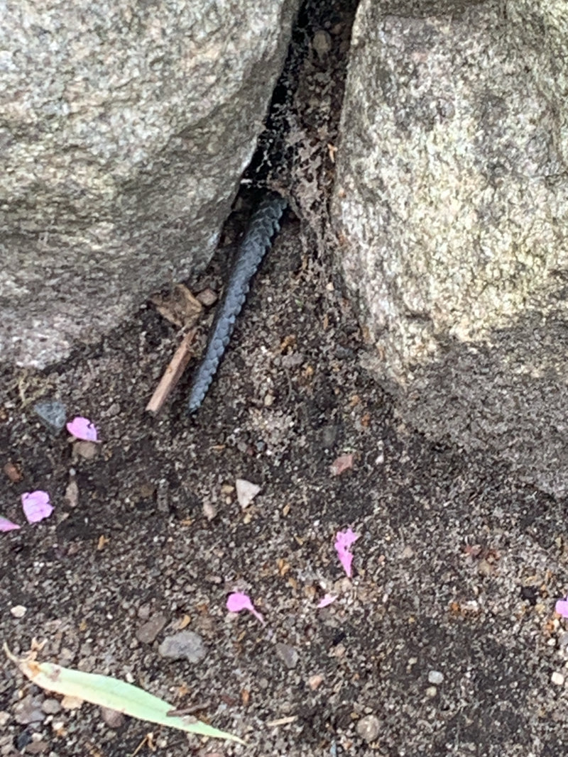 Blindschleiche — Bild 4