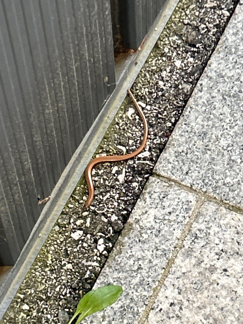 Blindschleiche — Bild 1