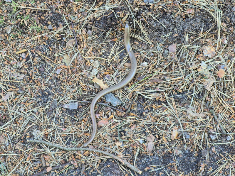 Blindschleiche — Bild 2