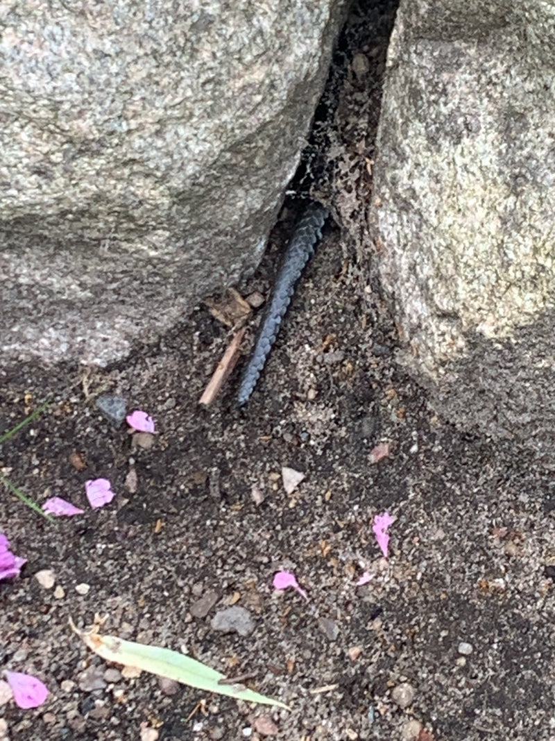 Blindschleiche — Bild 3