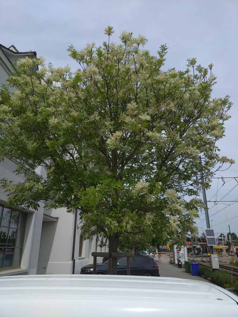Zu sehen ist eine blühende Blumen-Esche, die vor einem Gebäude in einer städtischen Umgebung steht. Der Baum zeigt zahlreiche weiße Blütenrispen.