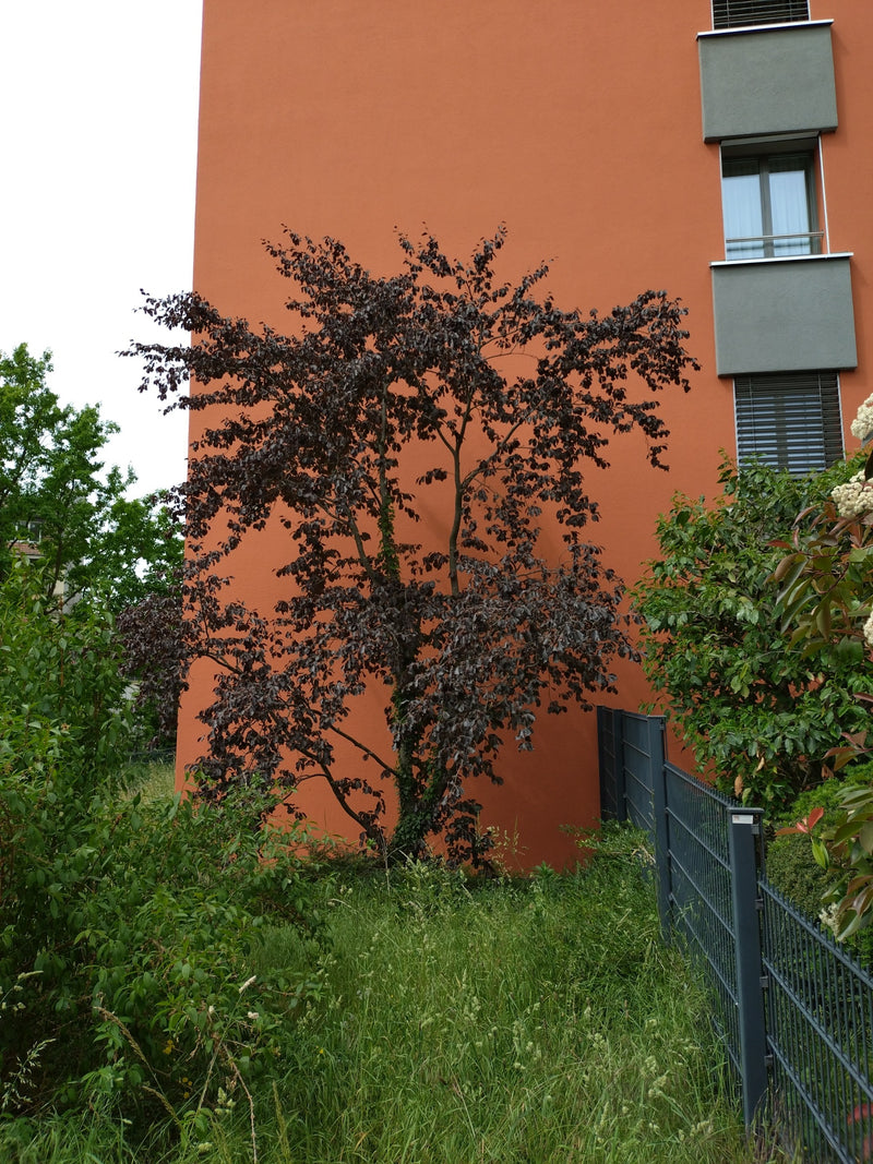 Rotbuche — Bild 5