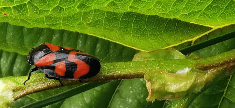Eine Blutrote Schaumzikade sitzt auf einem grünen Pflanzenstängel umgeben von Blättern. Das Insektenexemplar ist seitlich gut zu erkennen.