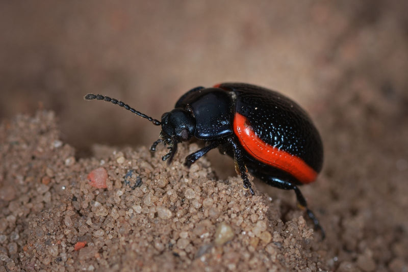 Blutroter Blattkäfer — Bild 1 von 1