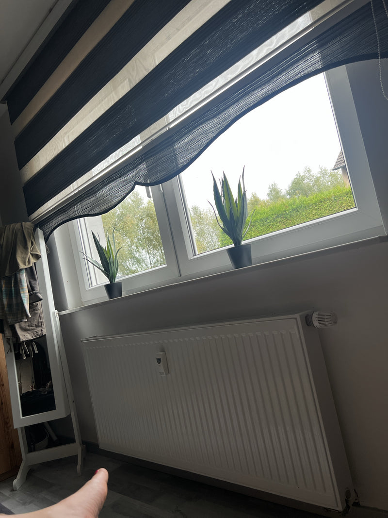 Zwei Bogenhanf-Pflanzen stehen in dunklen Töpfen auf einer Fensterbank über einer Heizung.
