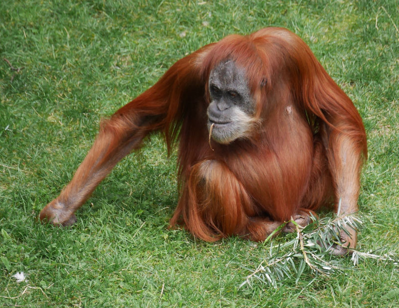 Borneo-Orang-Utan — Bild 1 von 1