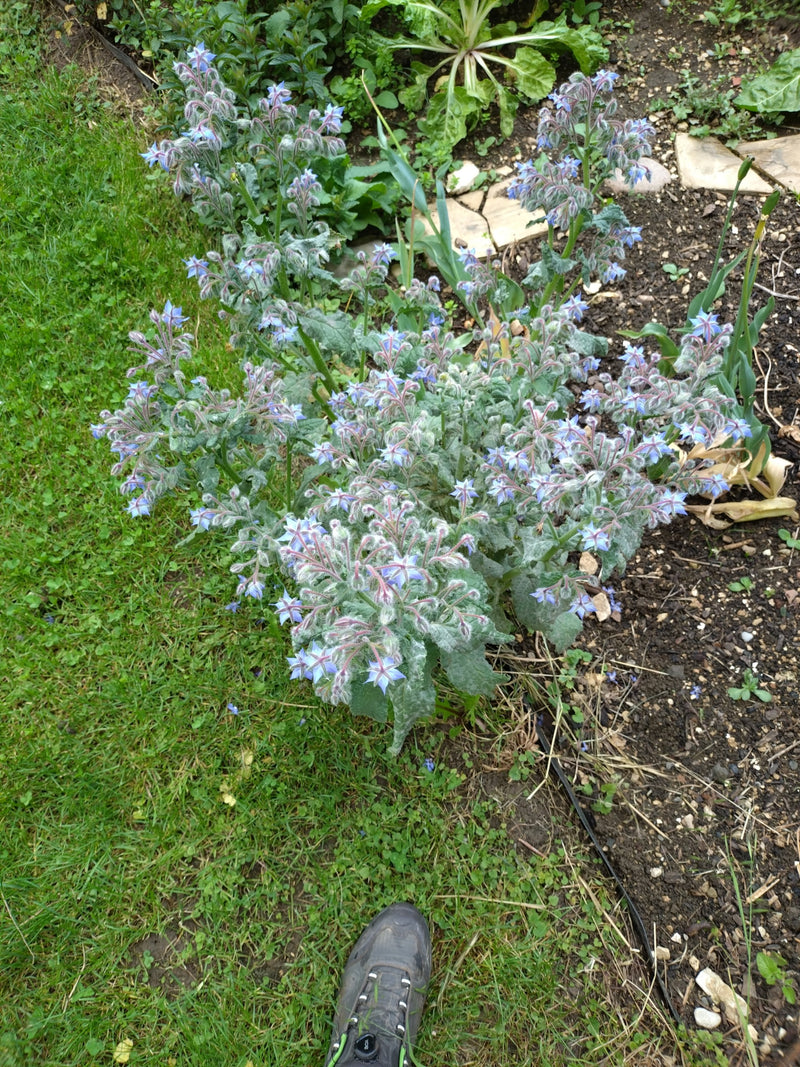 Zu sehen ist eine blühende Borretsch-Pflanze in einem Gartenbeet von oben. Die charakteristischen blauen Blüten und behaarten Blätter sind deutlich erkennbar.