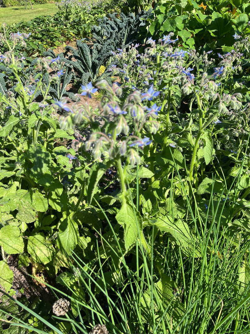 Mehrere Borretsch-Pflanzen mit charakteristischen blauen Blüten stehen in einem sonnigen Gartenbeet. Im Hintergrund sind andere Gemüsepflanzen zu sehen.
