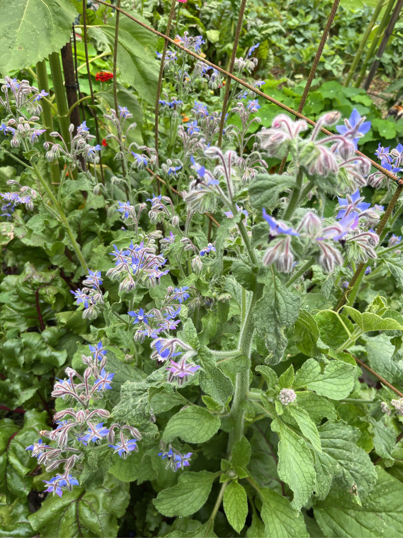 Zu sehen ist eine blühende Borretschpflanze mit typischen sternförmigen blauen Blüten und behaarten Stängeln. Die Pflanze steht in einem Gartenbeet zwischen ...