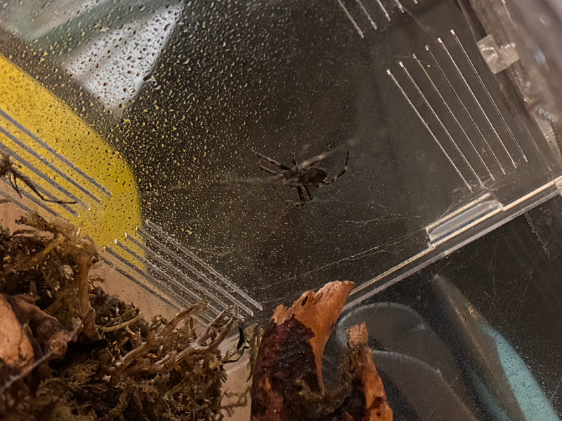 Auf dem Bild ist eine Brückenspinne zu sehen, die in ihrem Netz in einer Plastikbox sitzt.