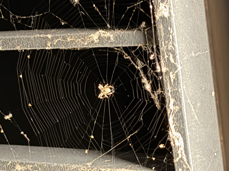 Eine Brückenspinne sitzt im Zentrum ihres Radnetzes, das an einer metallischen Konstruktion gespannt ist. Das Tier wartet regungslos auf Beute in seinem typi...