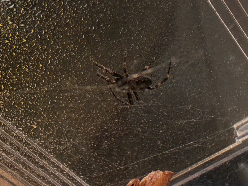 Eine Brückenspinne sitzt auf einer feuchten, glatten Oberfläche und wird in ihrem Netz gezeigt.
