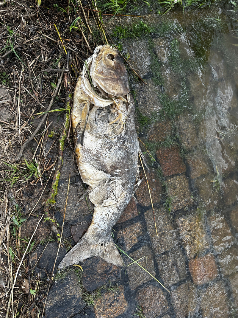 Auf dem Bild ist der Körper einer verendeten Brachse zu sehen, die am Ufer auf Pflastersteinen liegt. Die Überreste zeigen den skelettierten Zustand des Fisc...