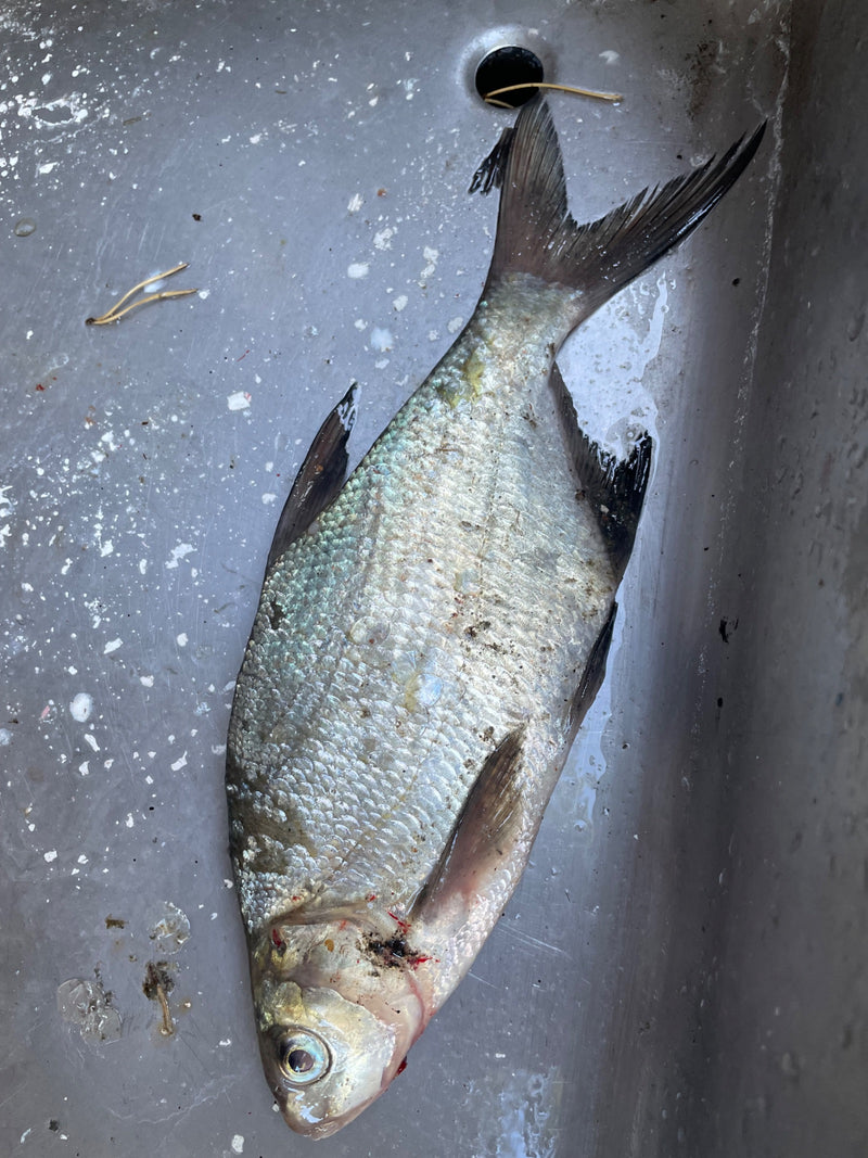 Auf dem Bild ist eine Brachse zu sehen, die in einem silbernen Spülbecken liegt. Der Fisch zeigt die typische hochrückige Körperform.