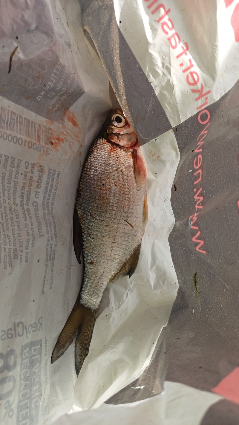 Auf dem Bild ist eine Brachse zu sehen, die auf einer bedruckten Plastiktüte liegt. Der Fisch zeigt die typische Körperform und Beflossung der Art.