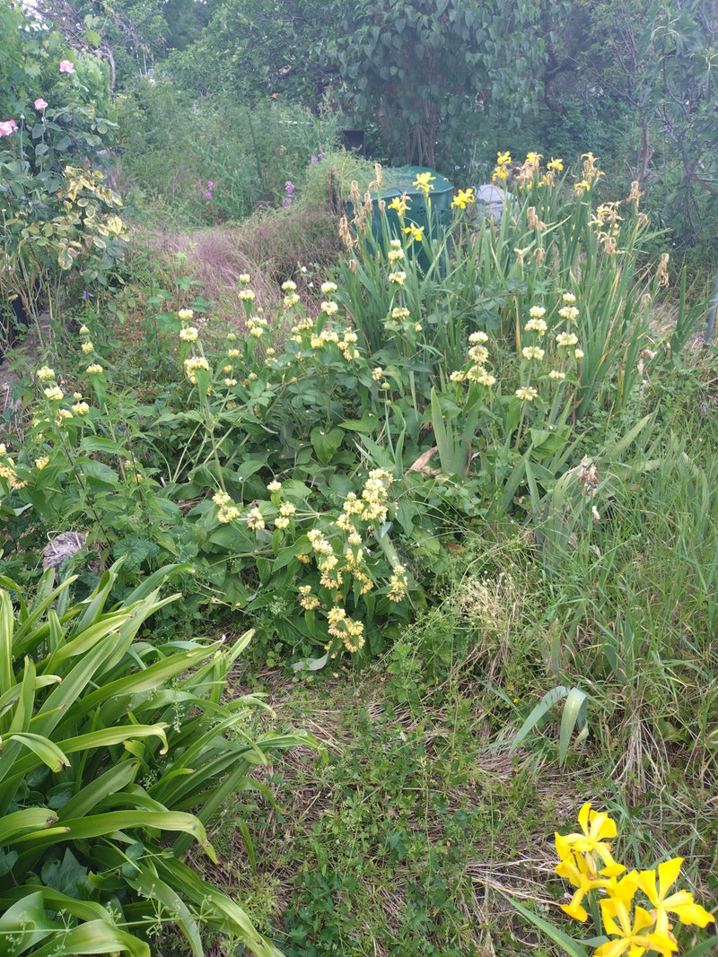 Das Brandkraut (Phlomis) ist eine Gattung aus der Familie der Lippenblütler, die für ihre charakteristischen, quirlig angeordneten Blütenstände bekannt ist. ...
