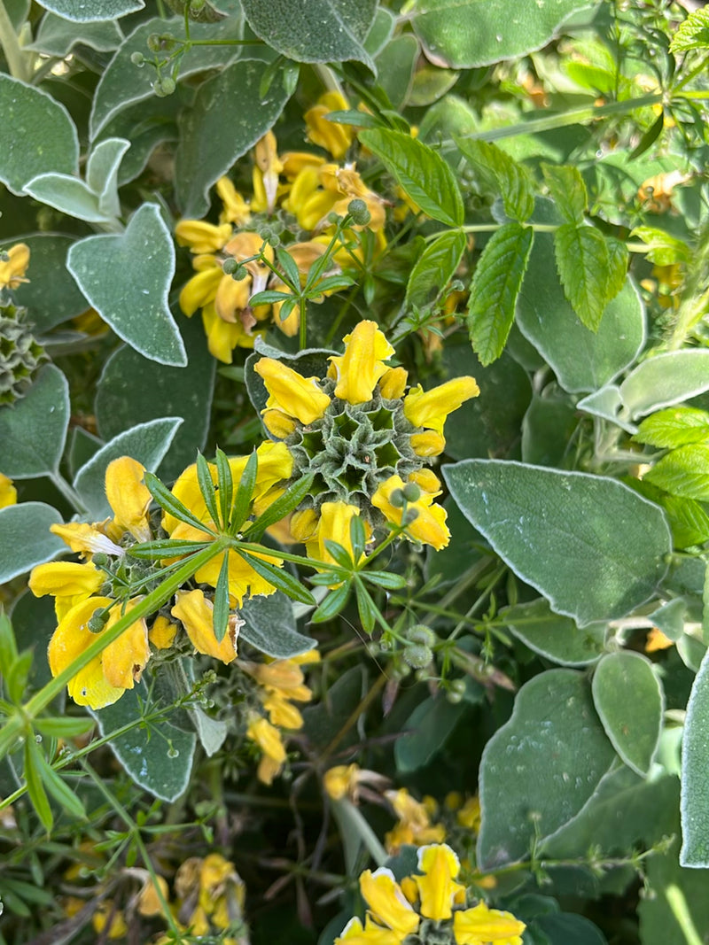 Das Bild zeigt die charakteristischen gelben Blüten und graugrünen, filzigen Blätter des Brandkrauts in einem Gartenbeet. Die sternförmigen Blütenstände sind...