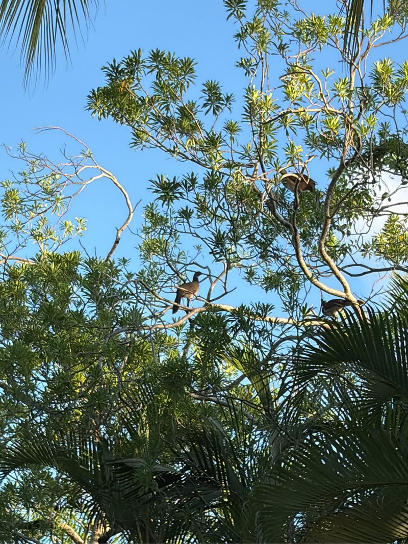Braune Chachalaca — Bild 1 von 1