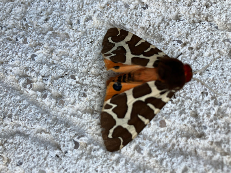 Ein Brauner Bär sitzt auf einer hellen Putzwand. Der Schmetterling zeigt seine typisch braun-weiß gemusterten Vorderflügel.