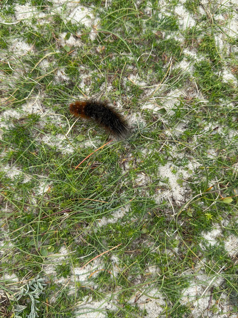 Auf dem Bild ist eine Raupe des Braunen Bären von oben zu sehen. Sie bewegt sich auf sandigem Boden mit spärlichem Gras.